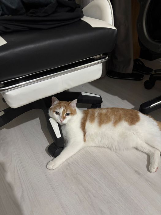 Пропал кот, вернувшему будет вознаграждение