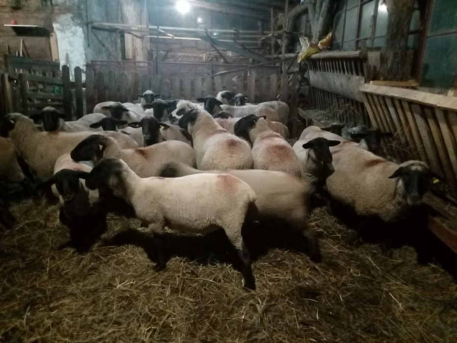 Vând 10 cârlani și 20 de oi