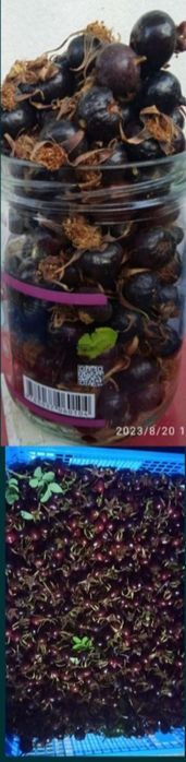 Шиповник очень крупный горный