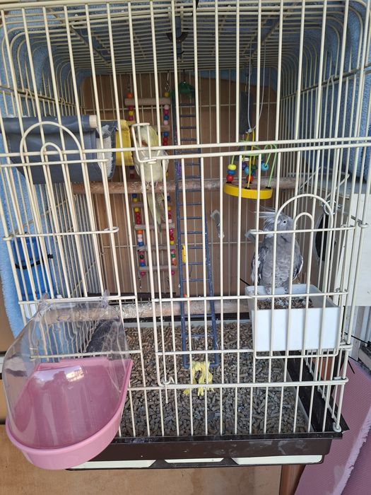 Vând papagali Nimfă mascul și femelă colivie și accesorii