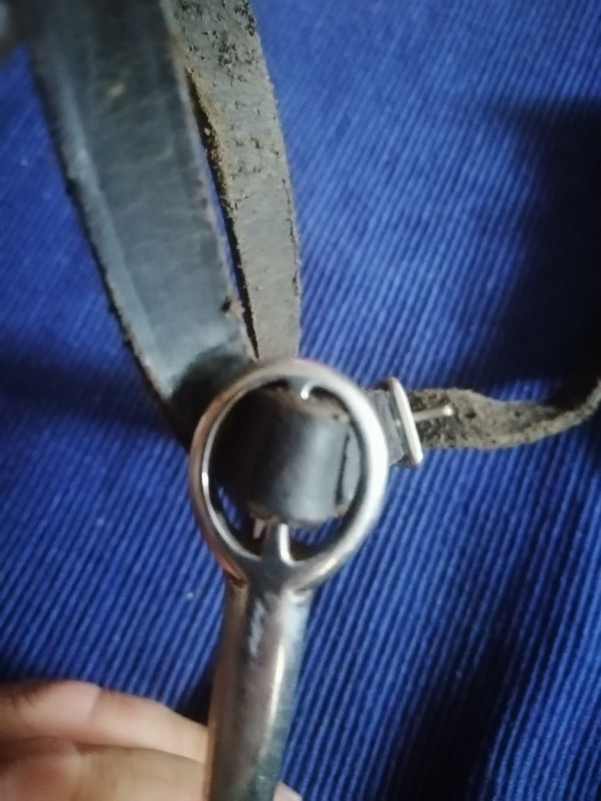 Pinteni călărie, echitație
