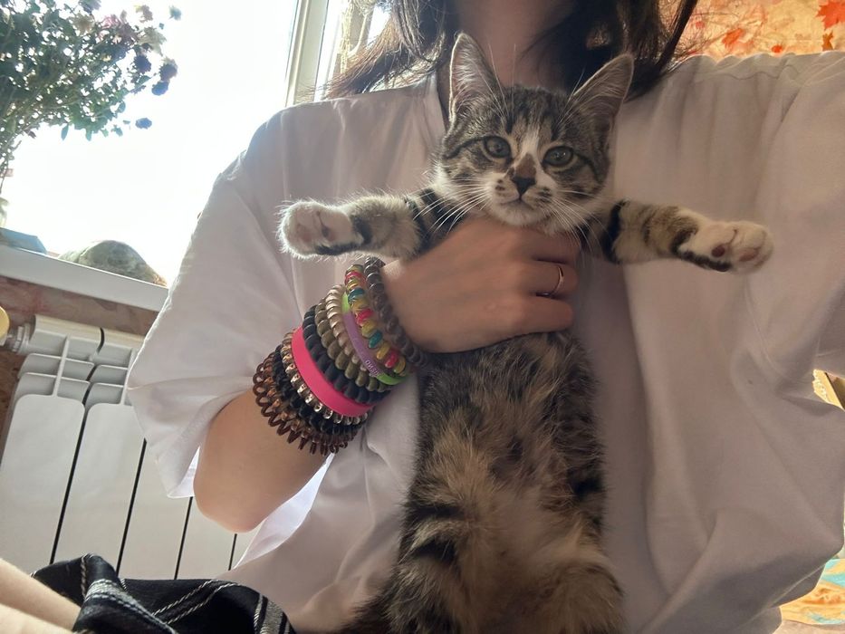 Котята в добрые руки