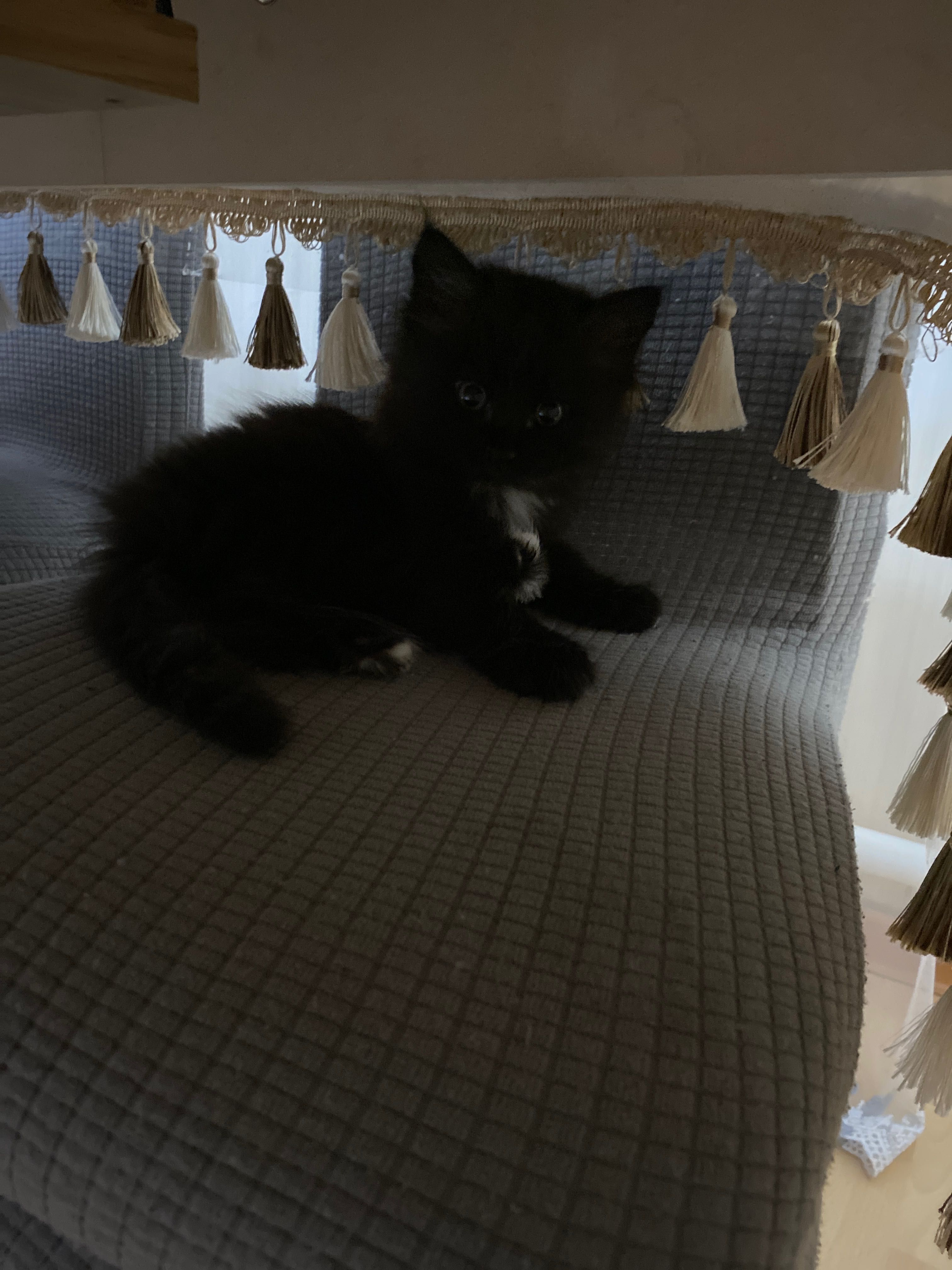 Красивые котятки