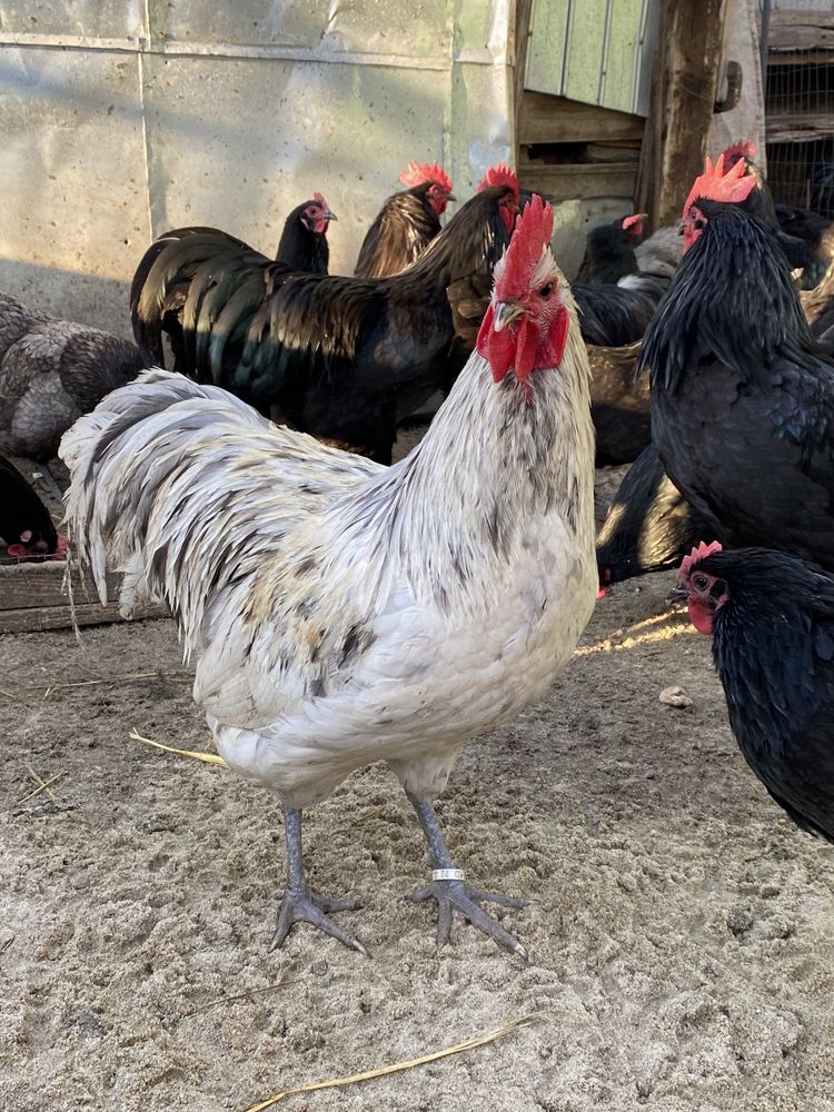 Oua Incubat Australorp