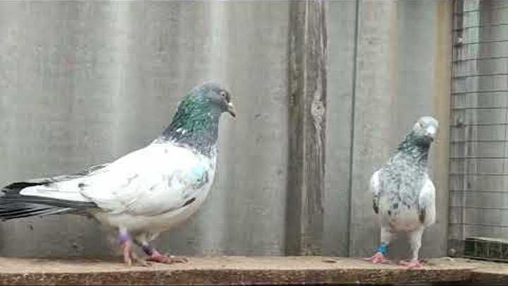 Готовая пара пакистан