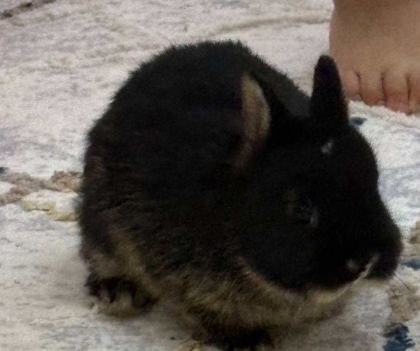 Декаративный кролик