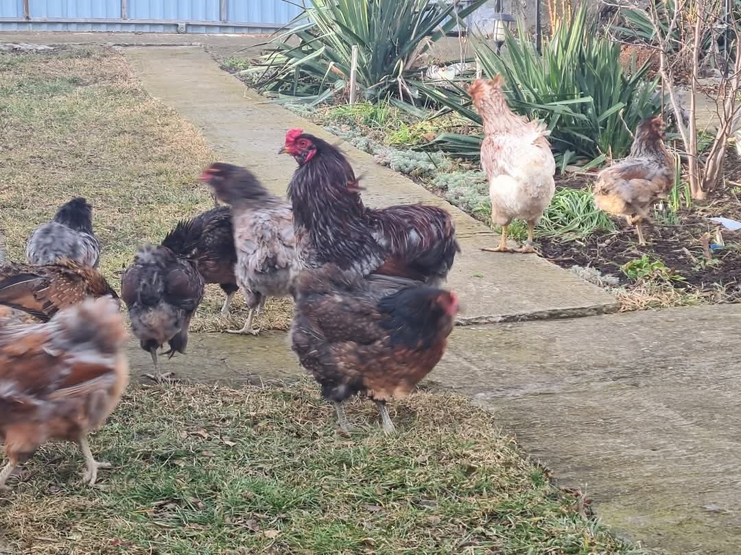 Araucana oua pentru incubatie