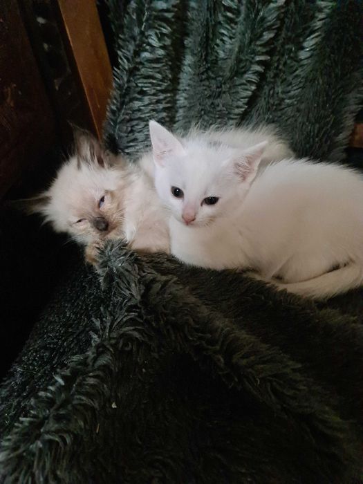 Ofer spre adopție pui de pisica