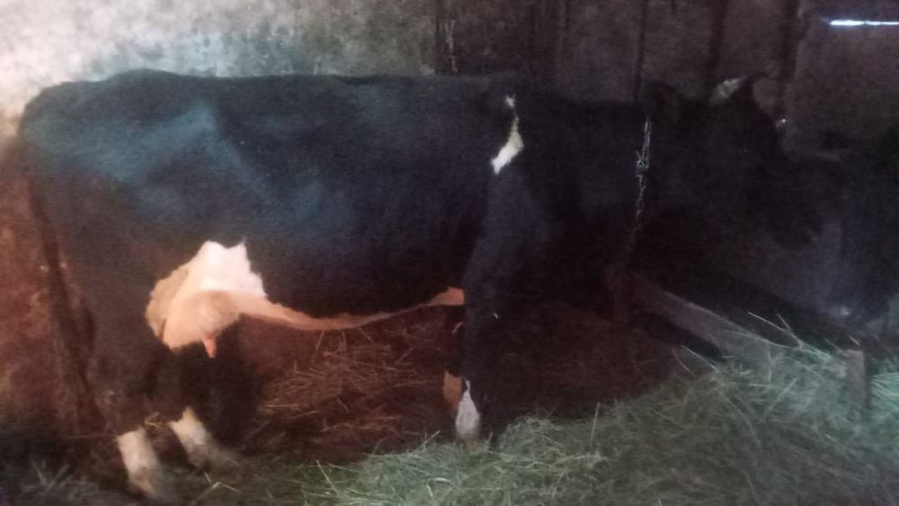 Продам корову молочную