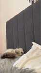pisica scottish fold