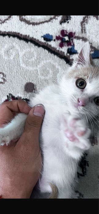 Отдам котенка маленького 2,5 м
