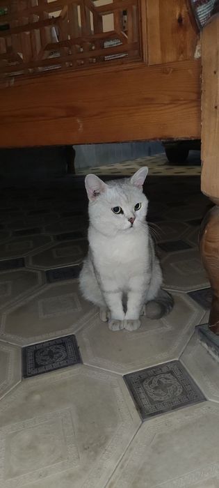 Серебристая шиншилла