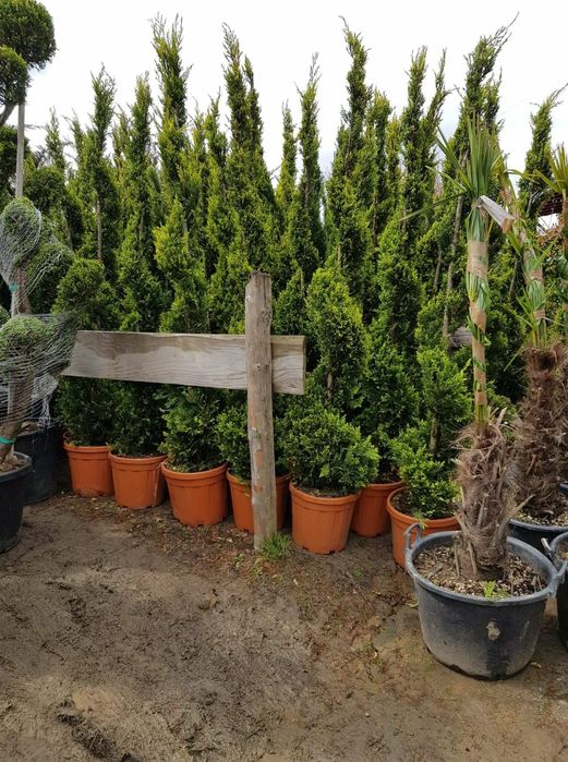 Mestecan tei lelendy tuia smarald catalpa