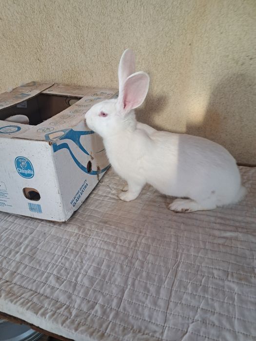 Femele hycole francez 5 luni