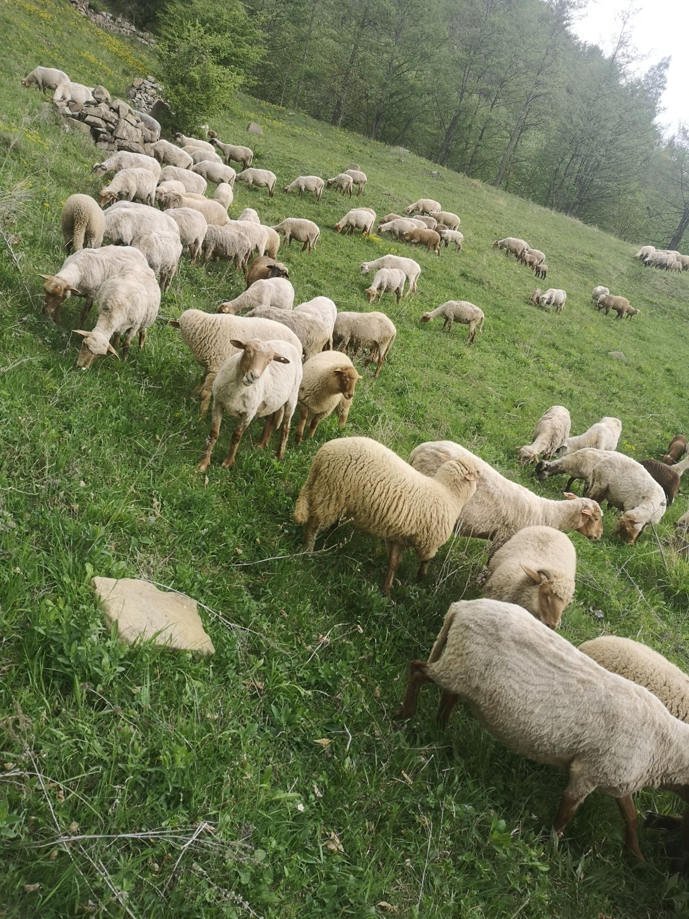 Vind 100 de oi tigaie roși și bucalaie oile e oile sunt tinere.Tf. 074
