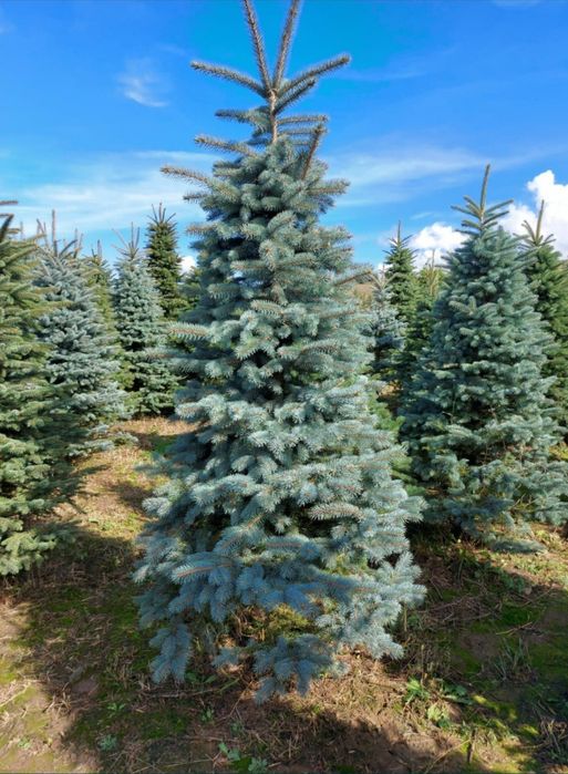 Mesteacăn alb/ tei/ platani/ stejar/ brazi/ leylandii/ tuia