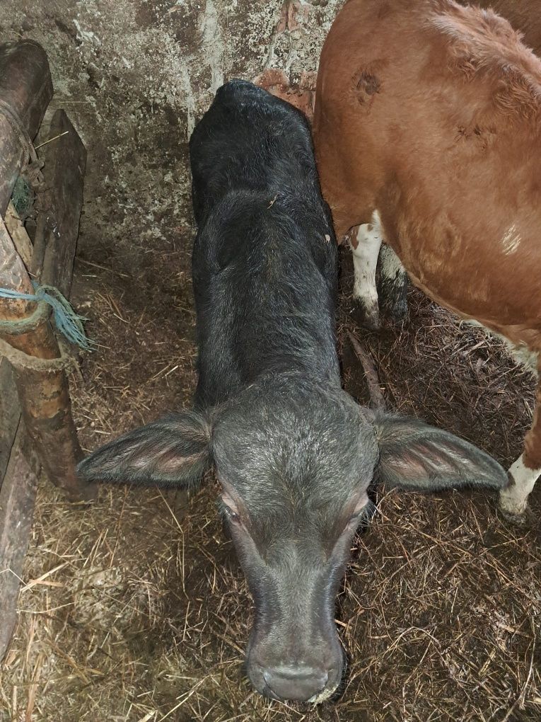 Vând un tăuraș și o vitea de bivol