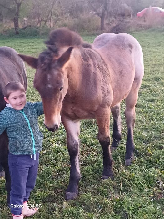 Manze de vanzare de 6 luni