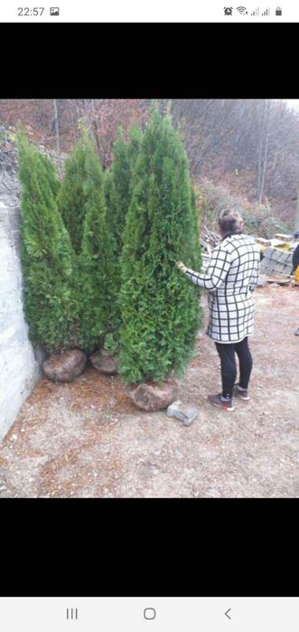 Tuia smarald columna braband Lelandy spirale pon pon fotinia