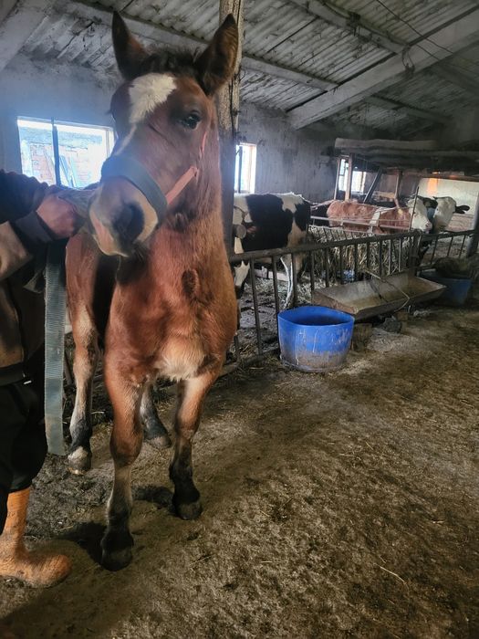 Vand manz sarg de 6 luni