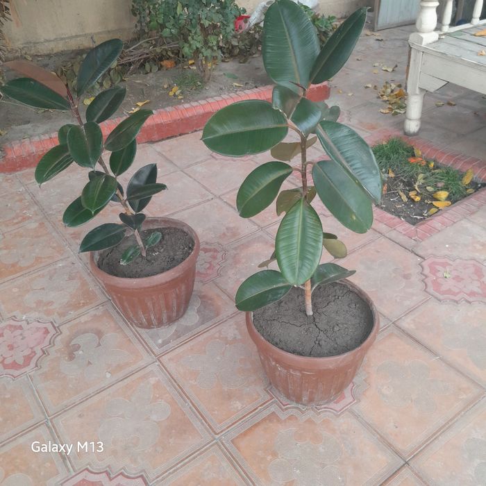 Фикус махаллий номи кора шахзода