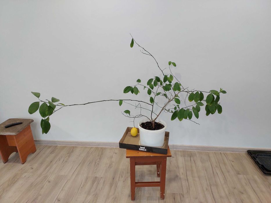 лимонное дерево, сорт Ташкентский