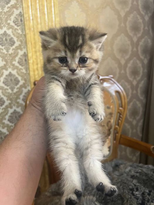 Скотиш фолд/страйт