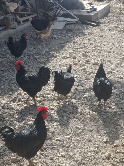 Xo'roz sotiladi damashni