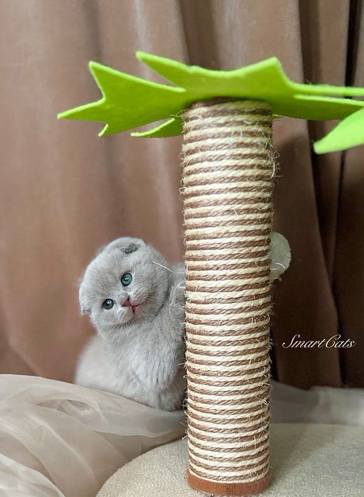 Шотландские котята - Scottish fold kittens.