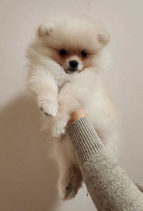 Pomeranian FCI Pedigree, tip A, Beartype, parinti campioni Romania