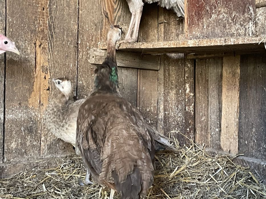 Mascul de paun purple