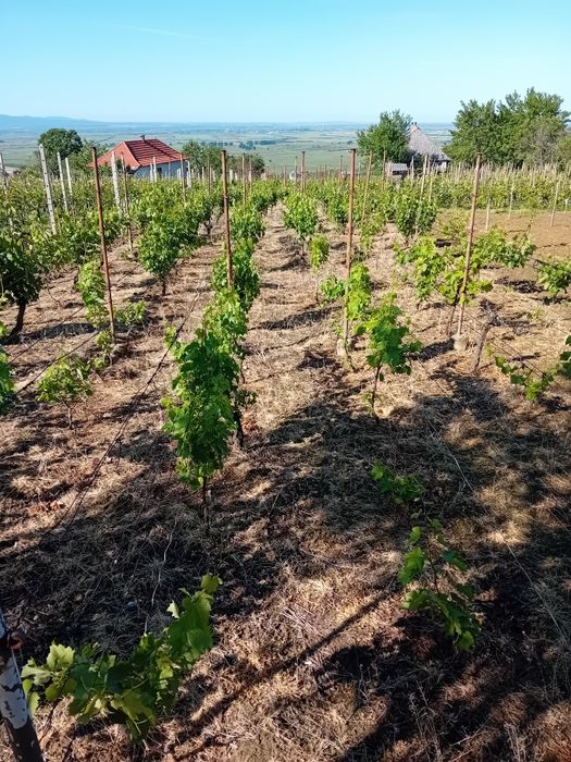 Vând  casâ de vacanta cu vie