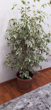 Ficus Benjamina 120cm