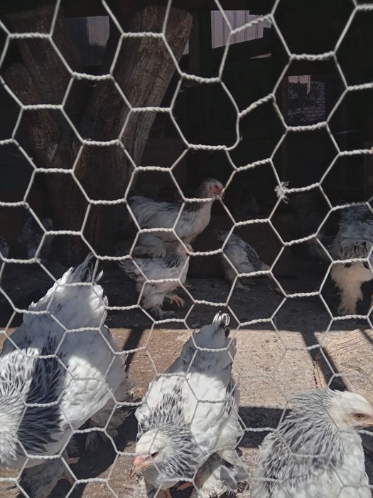 Pui pragma de vanzare