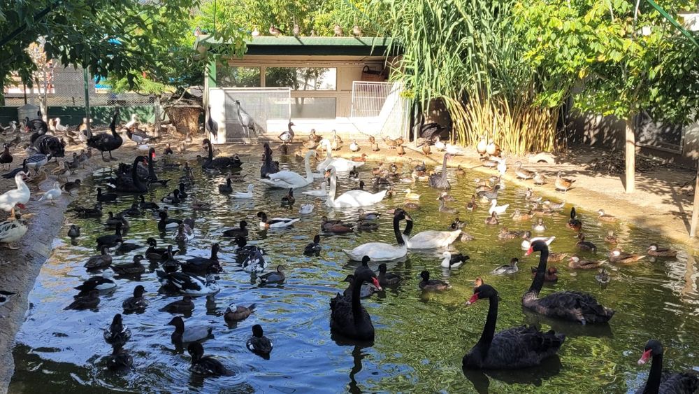 Rate exotice, păsări de ornament, gaste, lebede