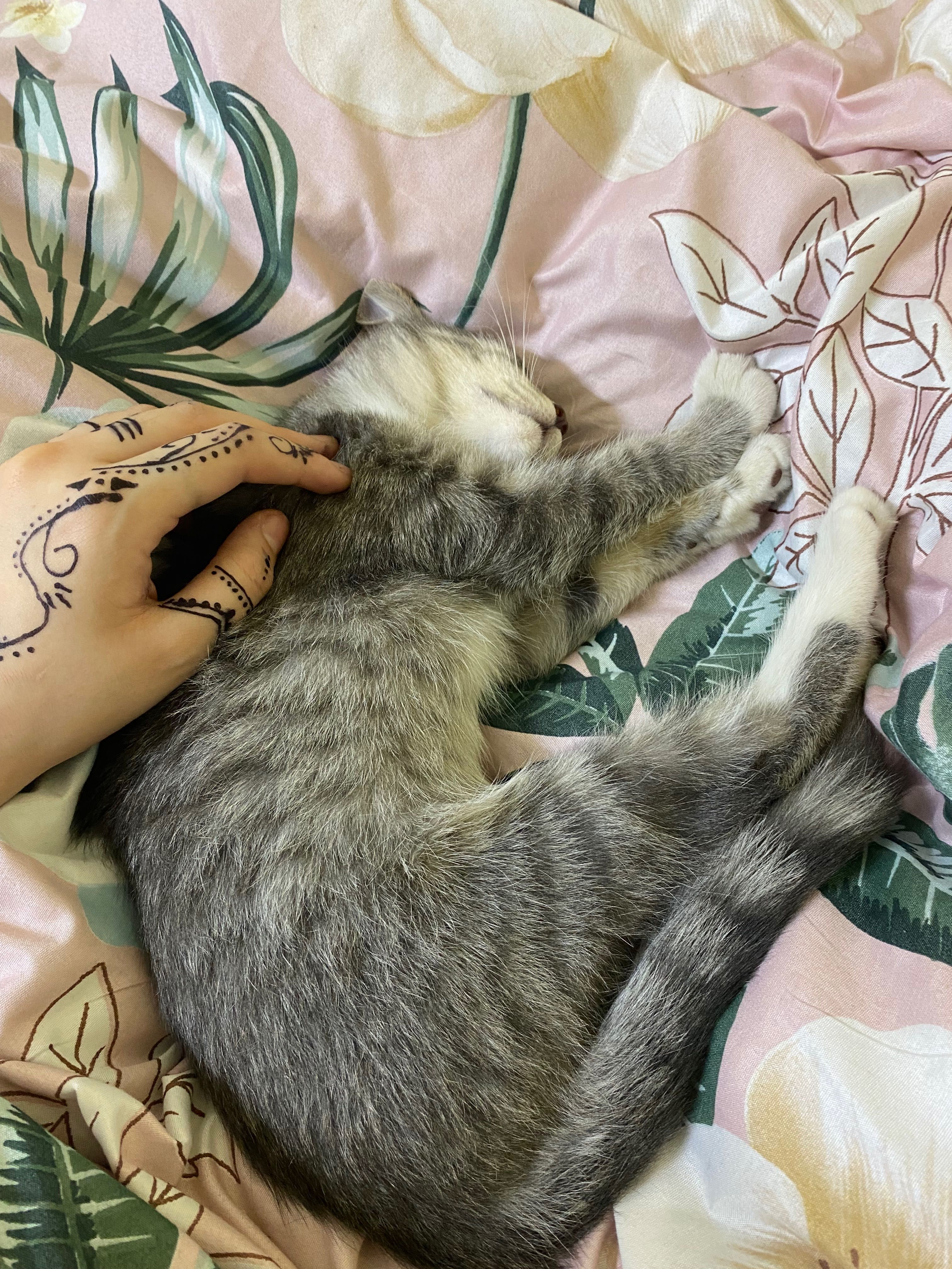 Котенок (4 месчяца)