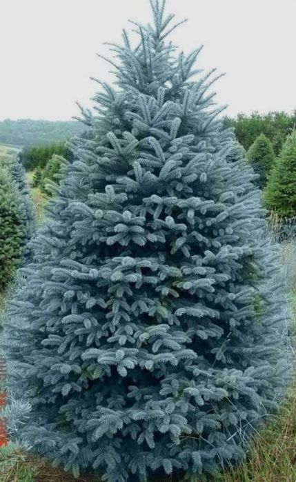 Голубая ель Арчалари