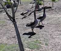 Мъжки гъски и патки