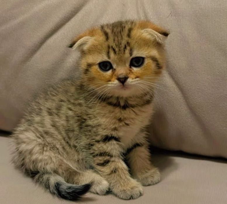 Шотландские Вислоухие Котята