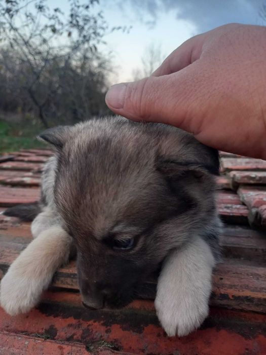 Donez căței  gratis