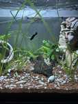 Vand/ schimb peste pleco