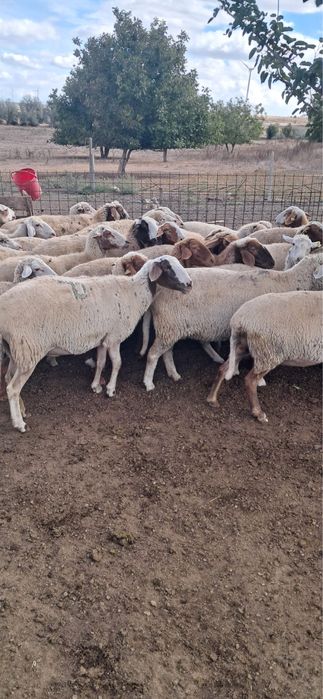 Vand 50 oi Rovasi gestante