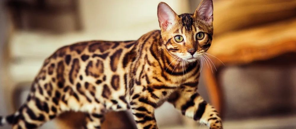 Бенгальская кошечка 11 месяцев