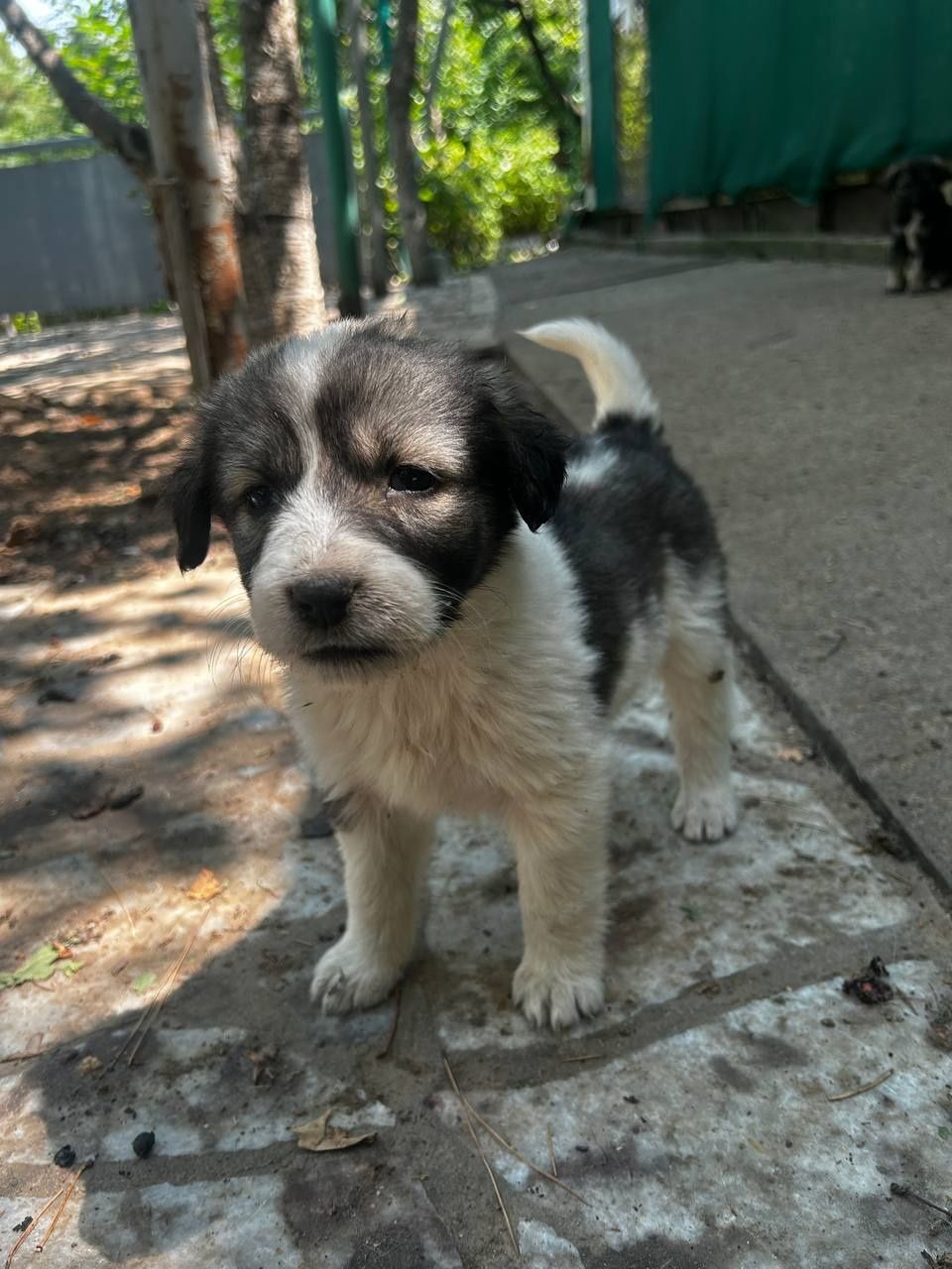 Щенки в хорошие руки