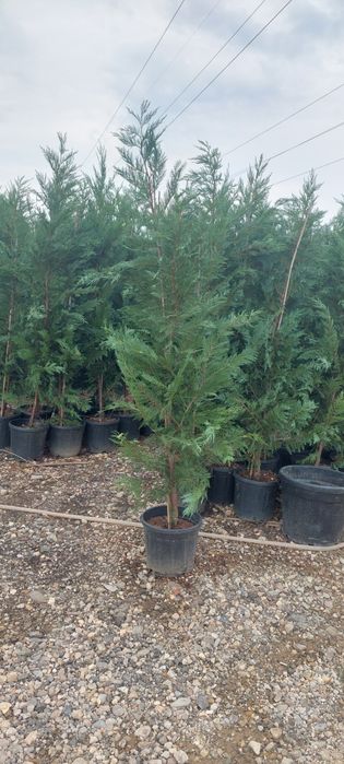 Leylandii,laur englezesc,photinia,gard viu, plante ornamentale
