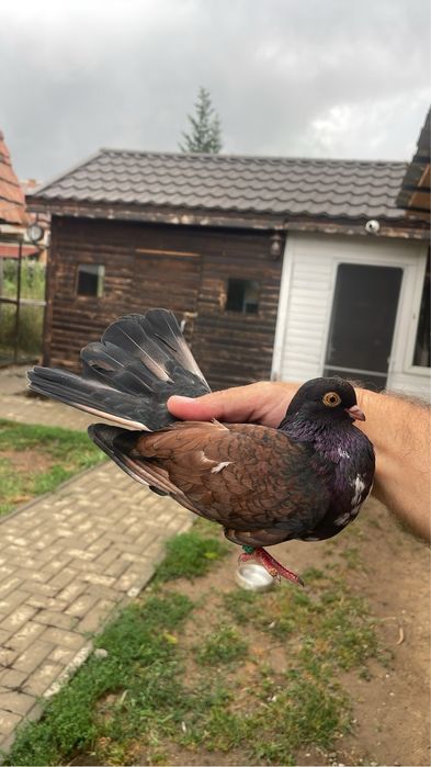 Porumbei Orbetean Romanesc