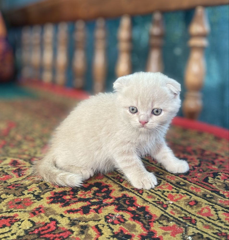 Продаю Котят шиншилла вислоухие