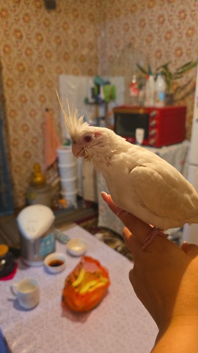 ПродамКореллу ручной