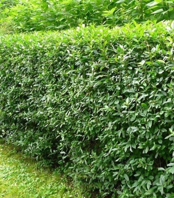 Gard Viu ligustrum / lemn cainesc verde si iarna/ Macese/ fag/ molid