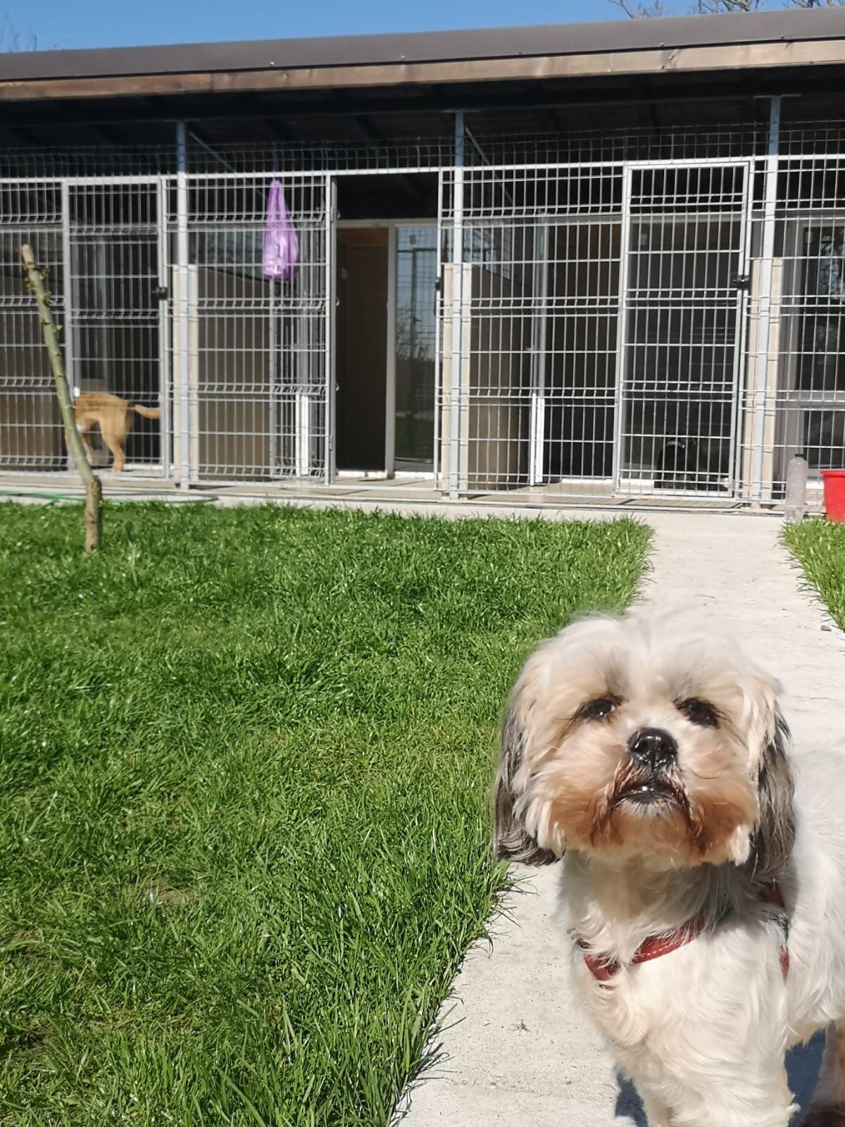 Pensiune canină cazare căței București Bragadiru Mihăilești